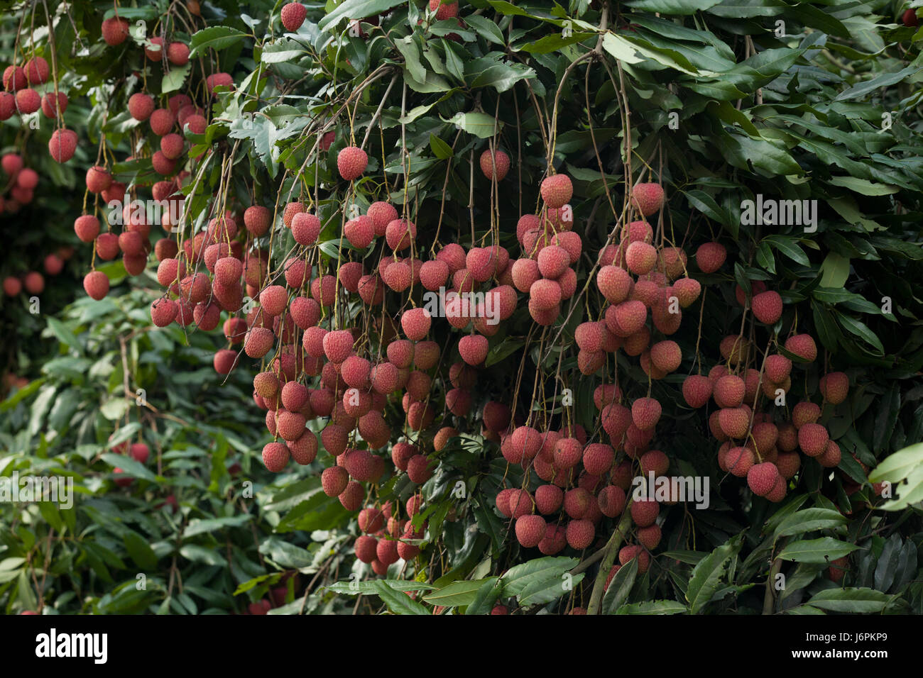 Litchi Plantation Ishwardi Pabna Bangladesh Stock Photo Alamy
