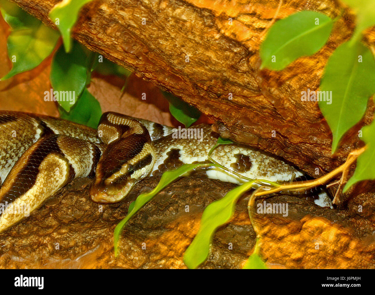 Python drawing hi-res stock photography and images - Alamy