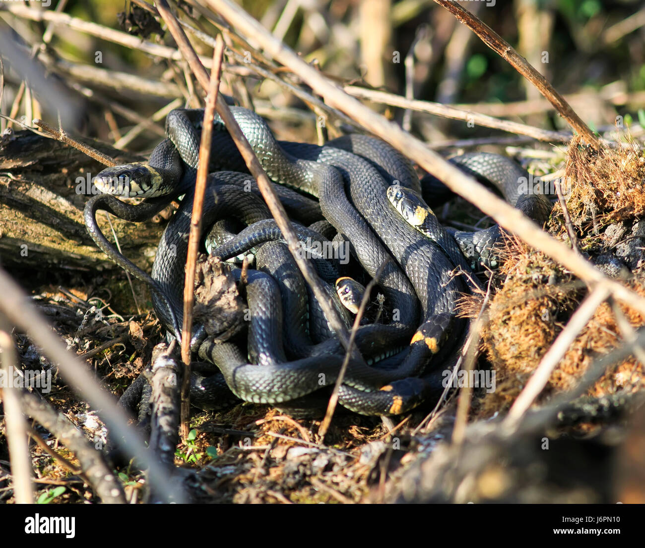 bunch of black water snakes entwined in a dangerous and nasty ball in