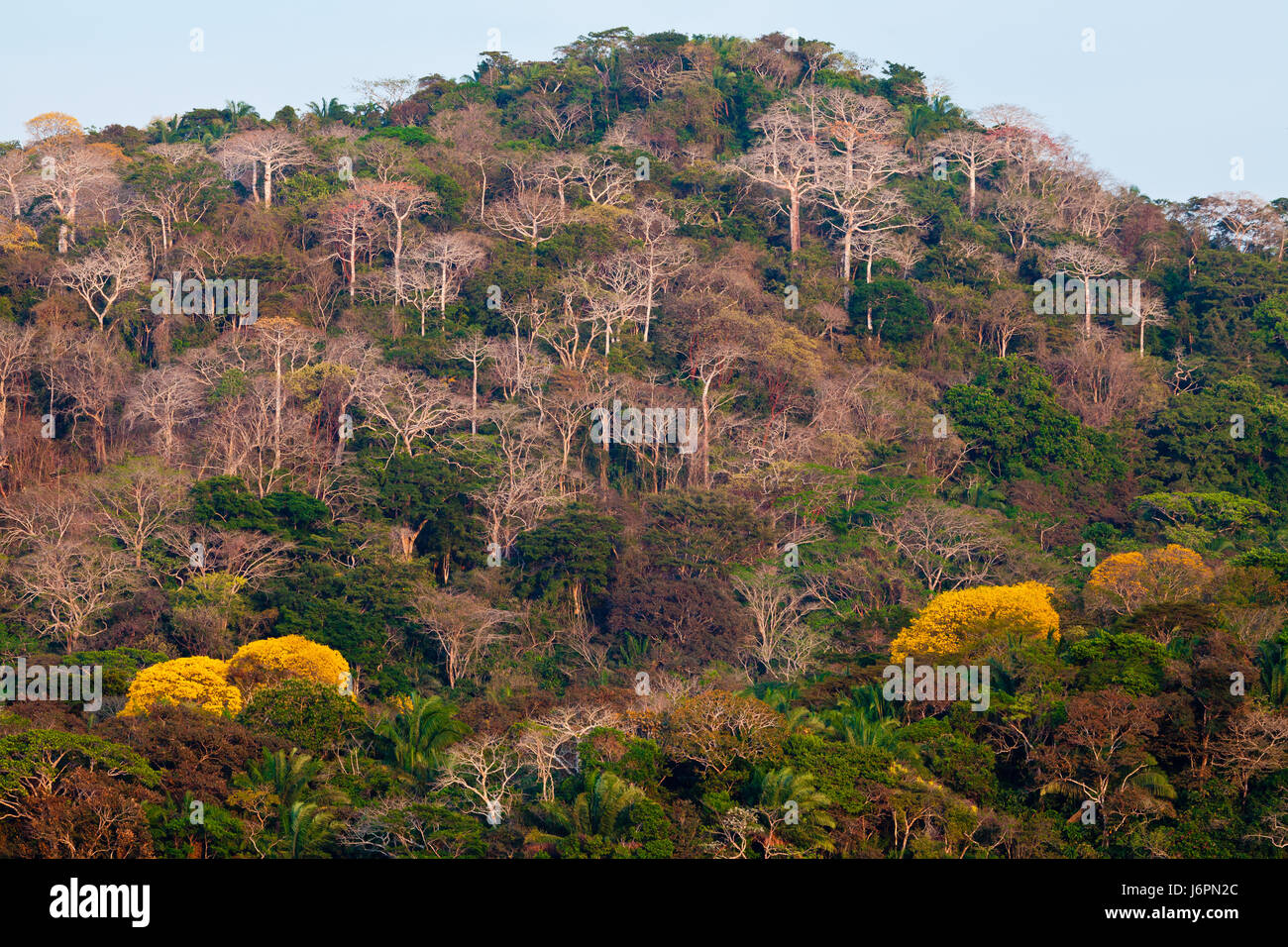 Rainforest beside Rio Chagres in Soberania National Park, Republic of Panama. The yellow trees are flowering Gold Trees (Guayacanes). Stock Photo