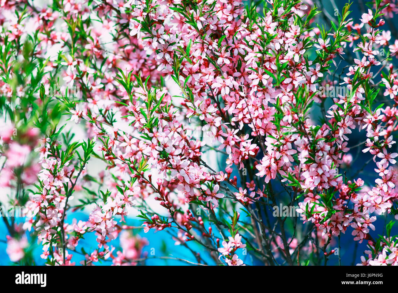 beautiful shrub with pink flowers blooming in spring garden Stock Photo ...