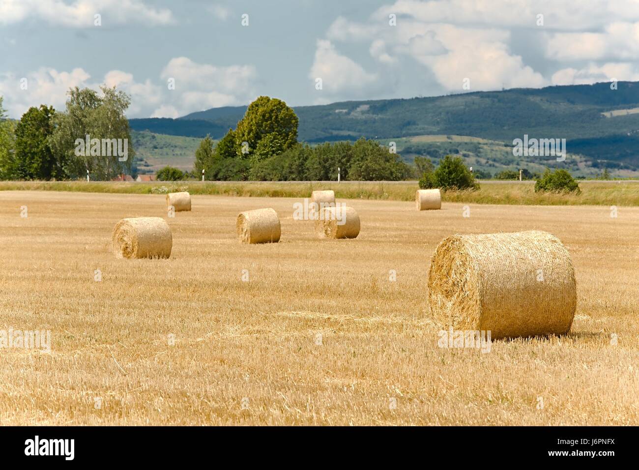 Dry rural field with hay stacks Stock Photo - Alamy