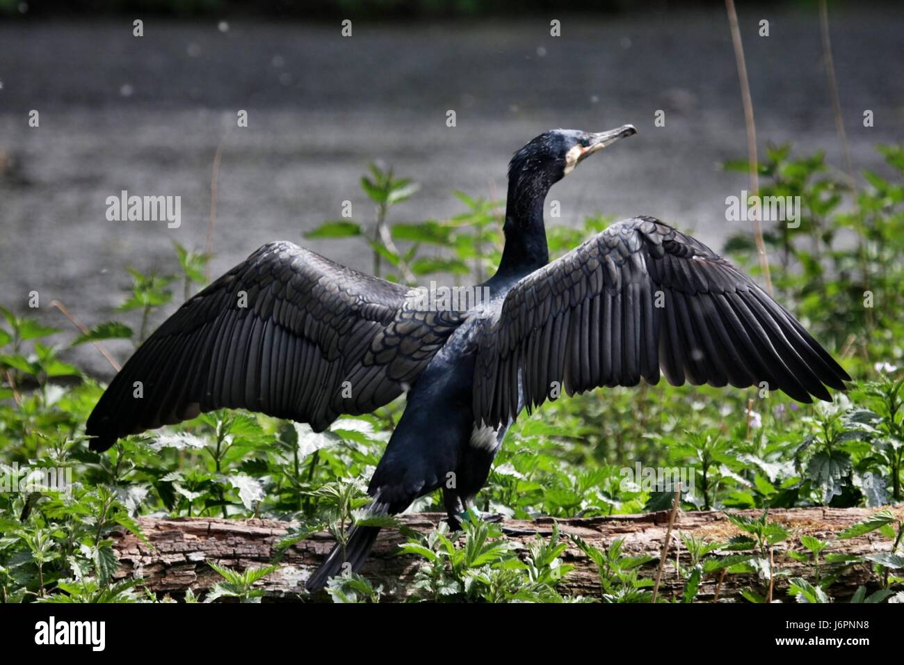 bird birds wing cormorant beak feathering beaks water bird birds wing