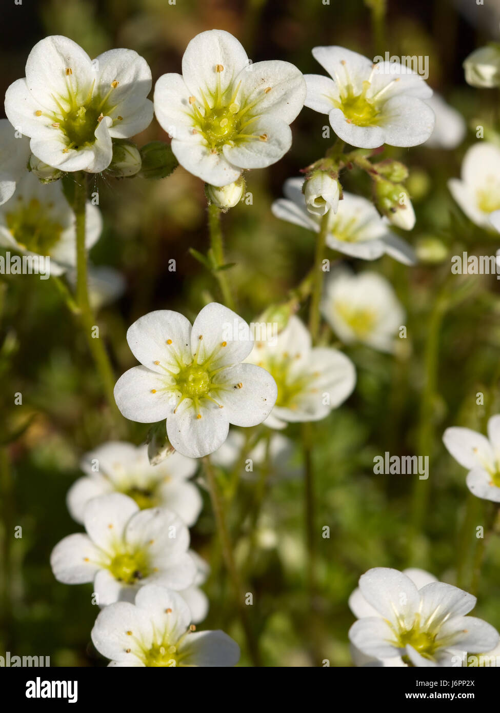 flower plant bloom blossom flourish flourishing macro close-up macro admission Stock Photo