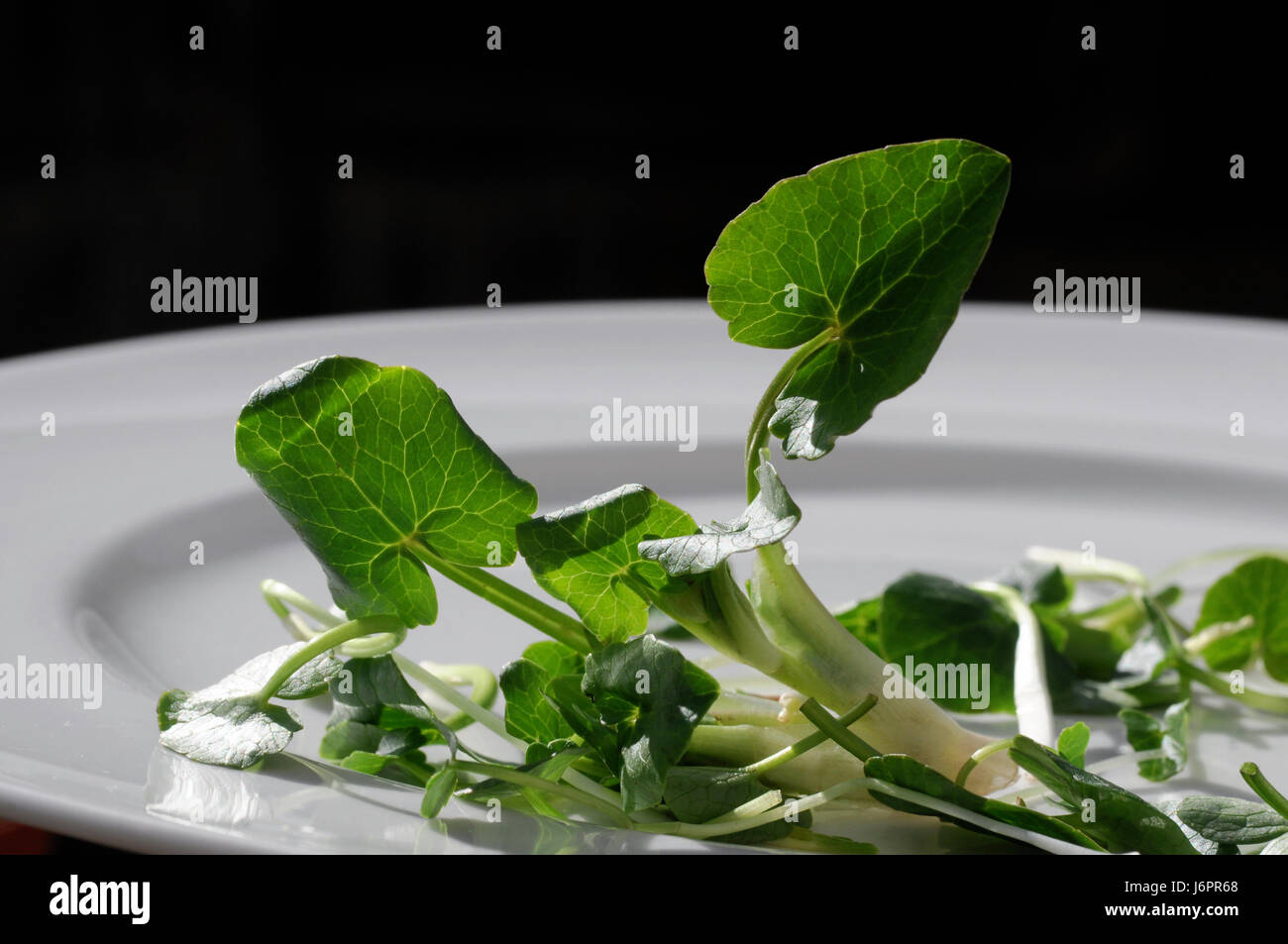 leaf leaf plant green plate photography photo picture image copy deduction Stock Photo