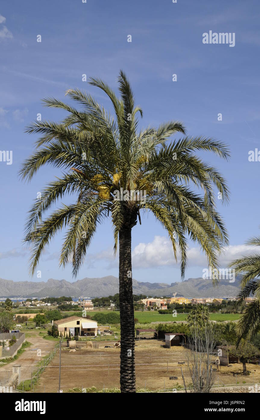 palme in alcudia Stock Photo