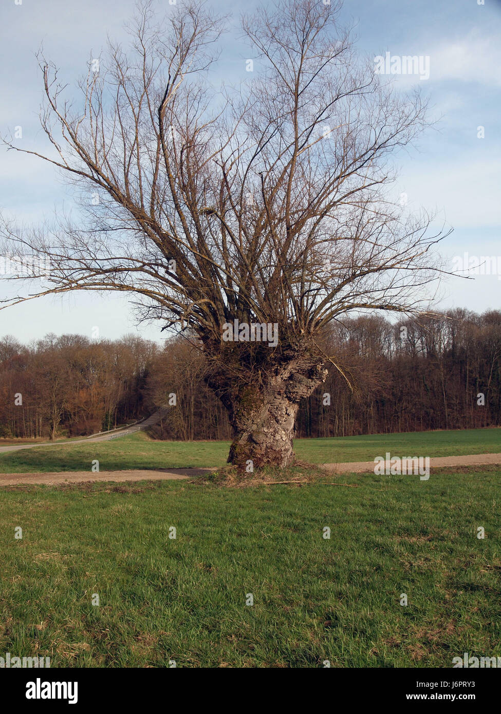 tree crippled nature trunk old branches fragile lived worthless