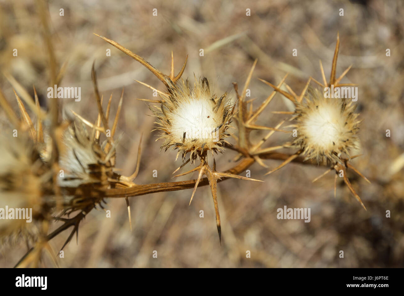 a close up macro detail of gold golden yellow wild pricky Carlina thistle  flowers with soft downy centres certers in dry arid desert ground Stock Photo