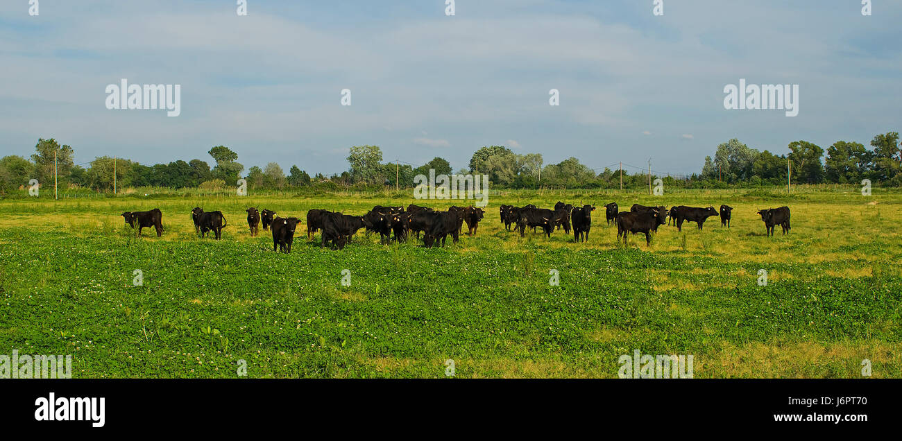 animal mammal black swarthy jetblack deep black sightseeing france cow bovine Stock Photo