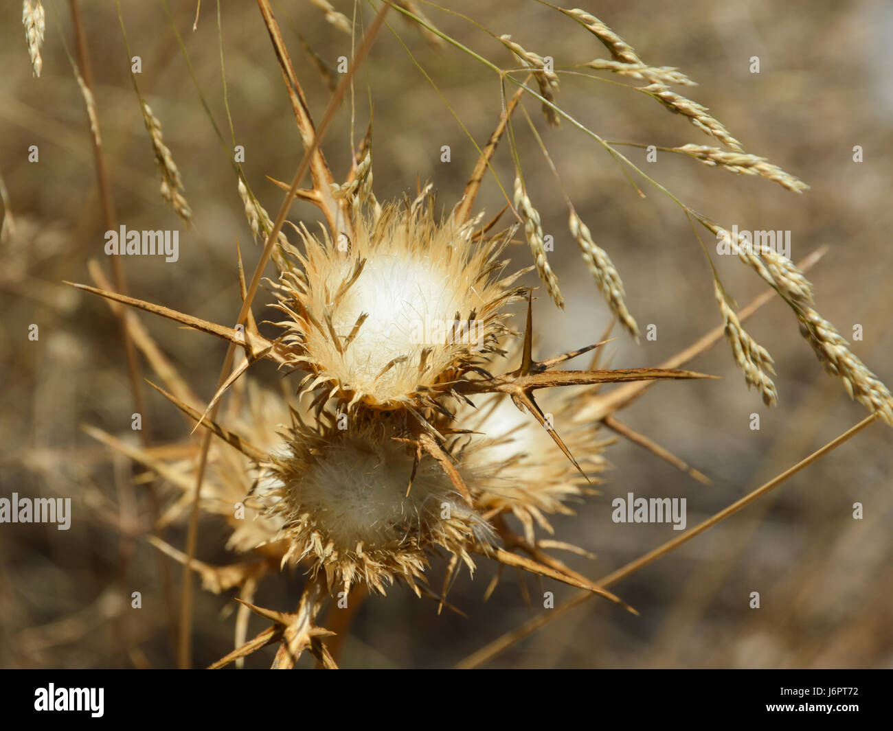 a close up macro detail of gold golden yellow wild pricky Carlina thistle  flowers with soft downy centres certers in dry arid desert ground Stock Photo