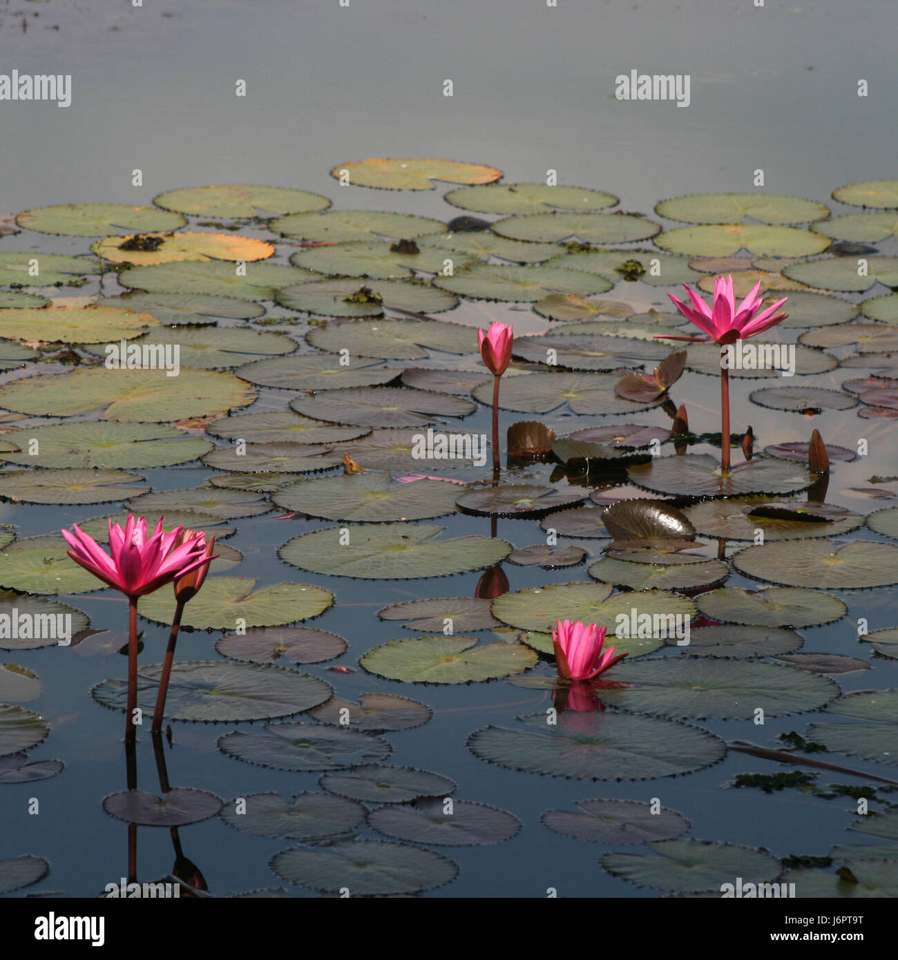 five 5 pink water lilies opening closing in a pond lake with leaf pad