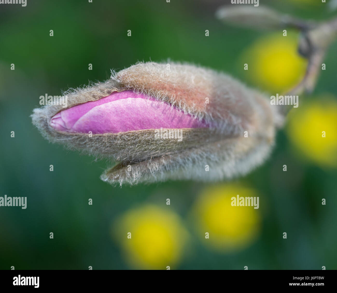 a close up macro detail Magnolia bud and sepals budding opening blooming blossoming pink purple mauve in spring Stock Photo