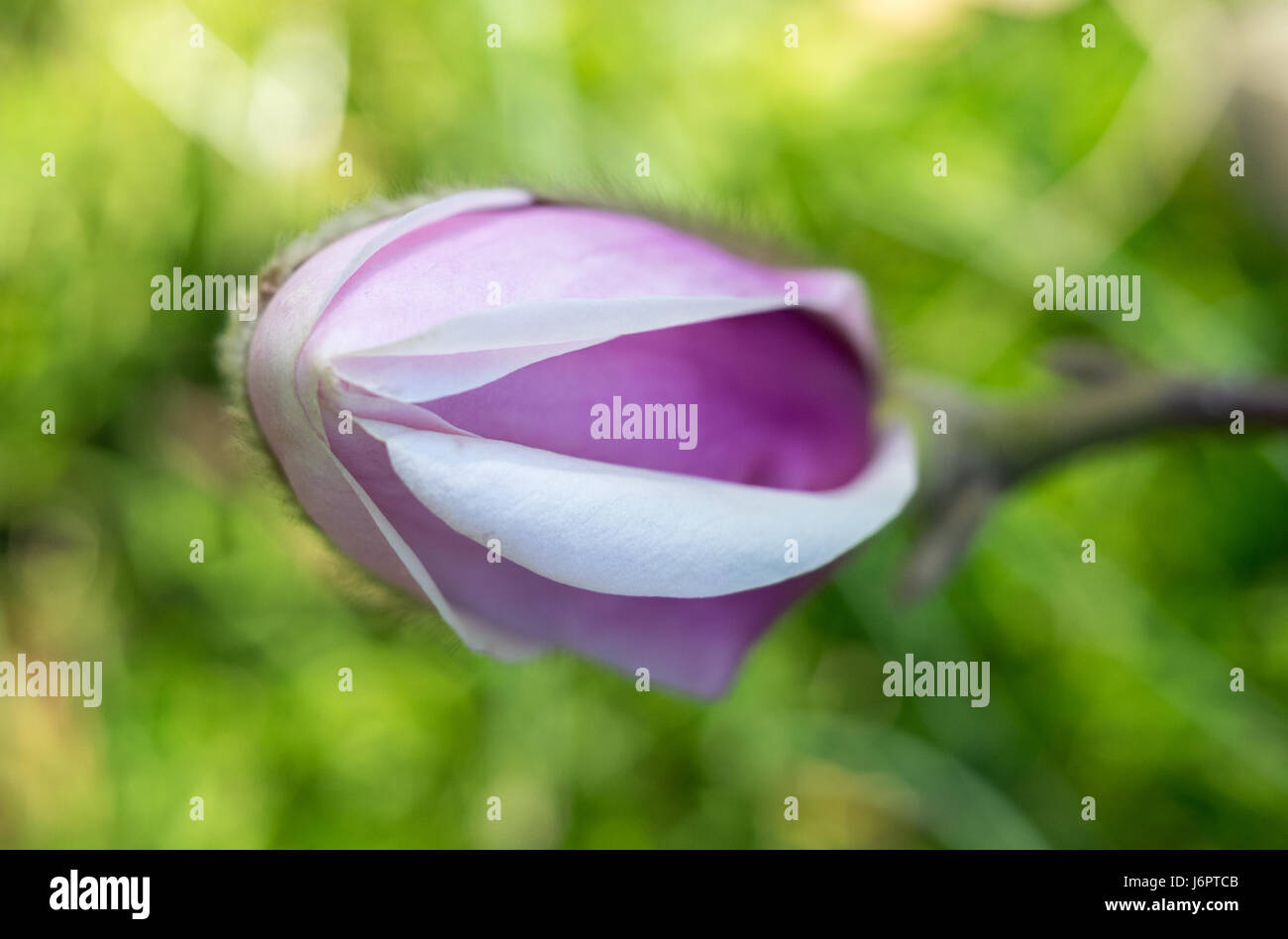 a close up macro detail Magnolia bud and sepals budding opening blooming blossoming pink purple mauve in spring Stock Photo