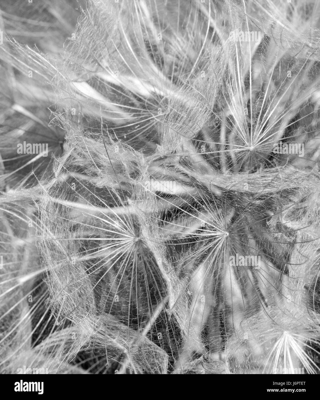 a macro close up detail looking into black and white Salsify flower head with seed seeds Stock Photo