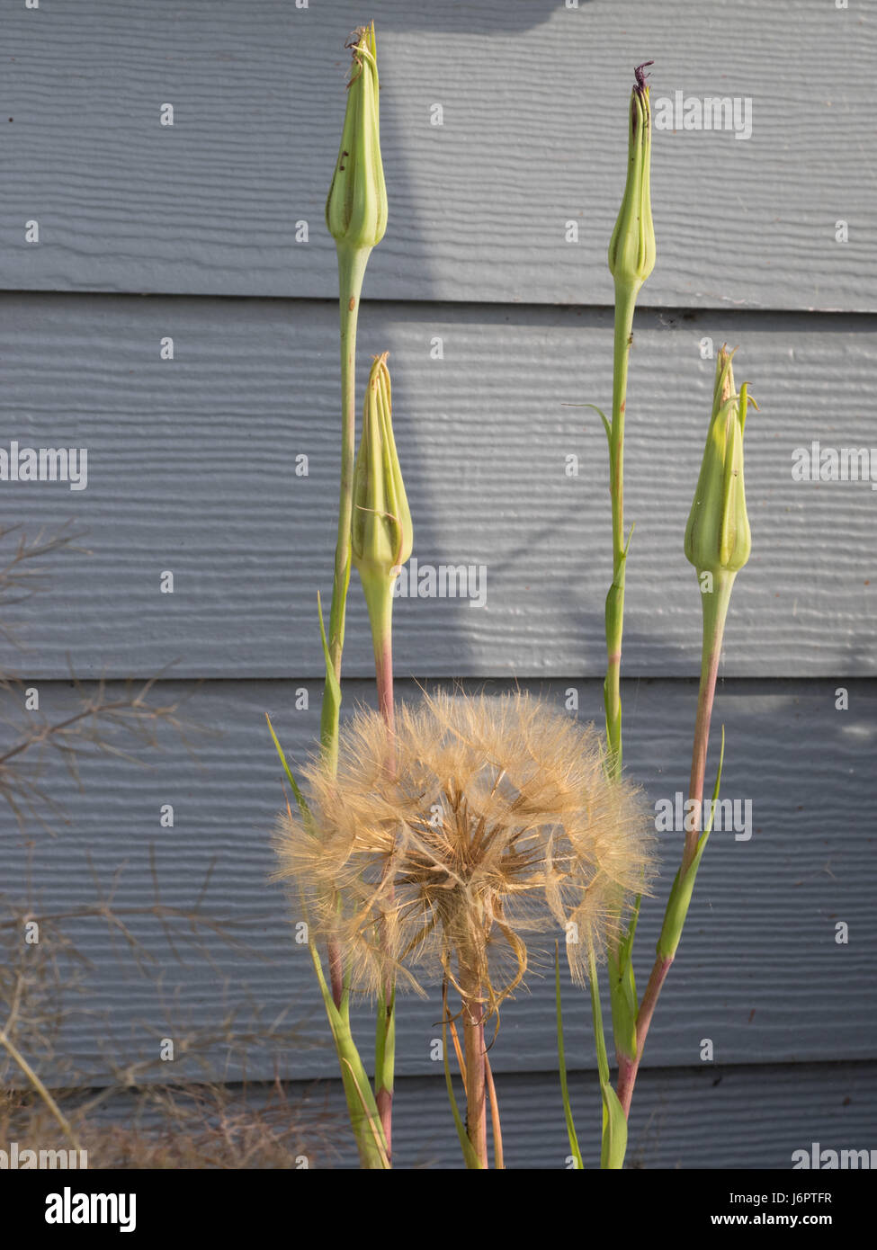 profile a Salsify plant with one single 1 flower seed seeds head and shadow of bud buds against blue board cladding Stock Photo