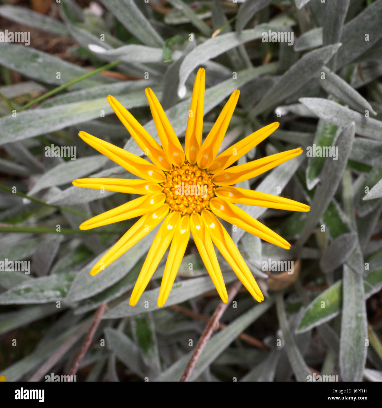 a close up detail of a single one 1 yellow sun star shape Chaetanthera glabrata flower face on against a background of silver green leaves Stock Photo