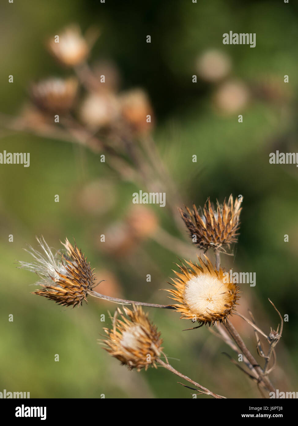 a close up of many gold golden yellow wild growing Carlina thistle Mediterranean flower flowers bokeh background Stock Photo