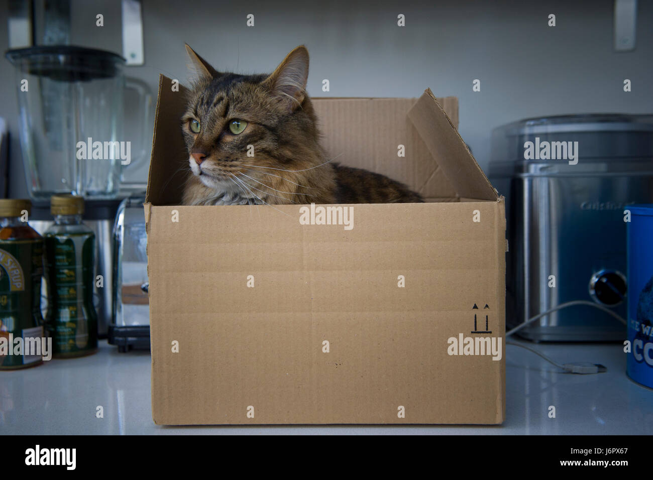 A munchkin cat in a cardboard box Stock Photo Alamy