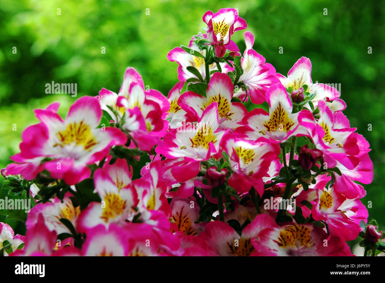 bloom blossom flourish flourishing flora petal bloom cup breed flower orchid Stock Photo