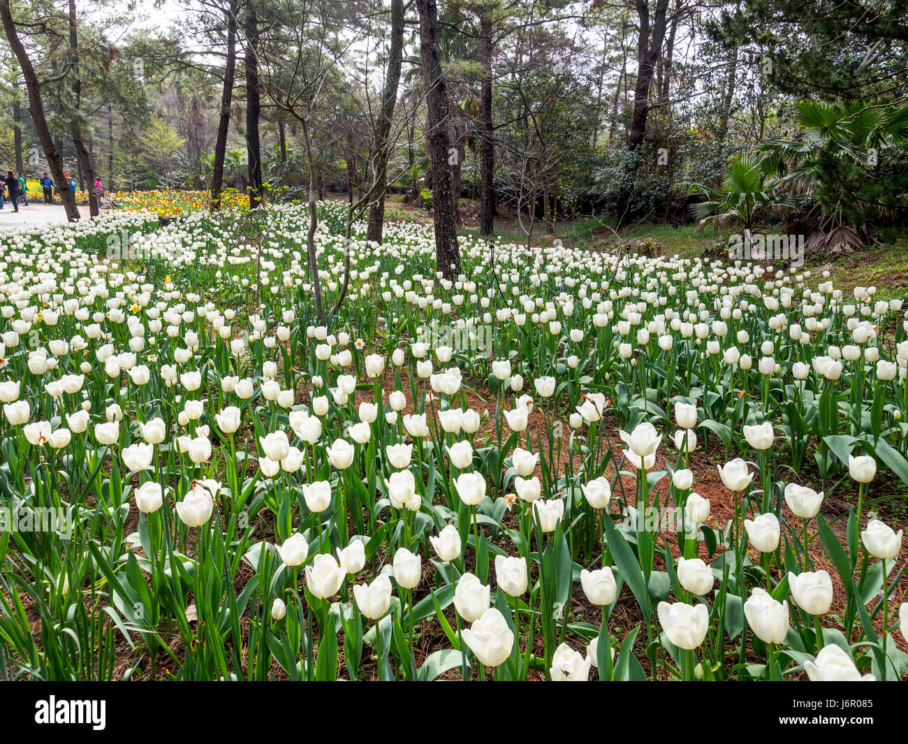 Tulip Garden in Jeju island, Korea Stock Photo Alamy