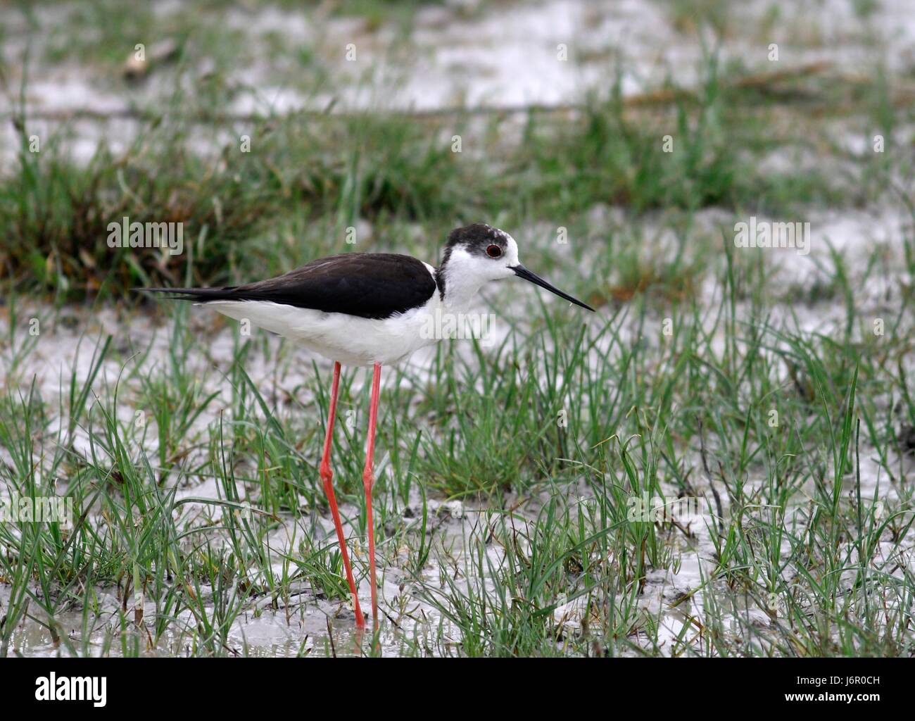 leggy stilt legs beak stilts beaks stilt bank shore limikole himantopus Stock Photo Alamy