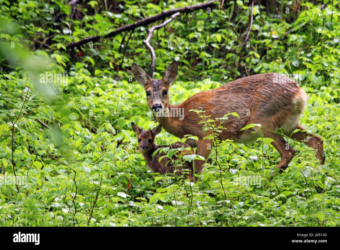 deer with fawn wild live Stock Photo