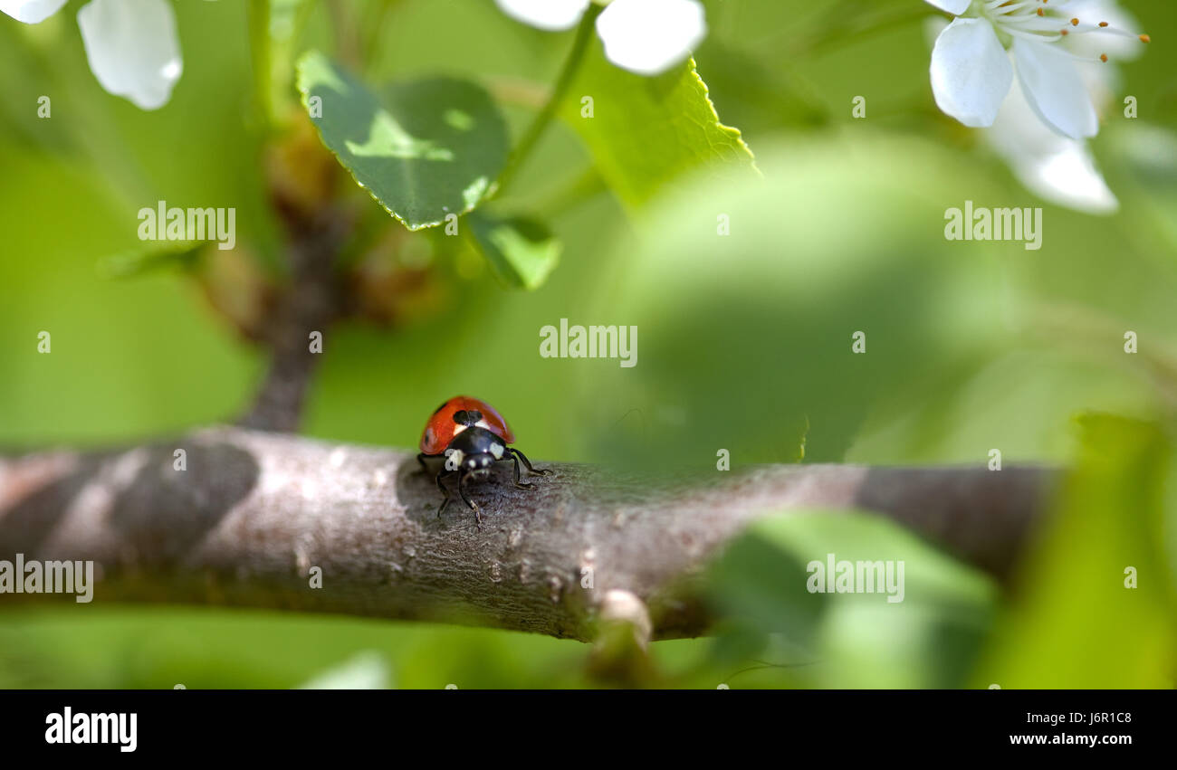 ladybird on apple tree Stock Photo - Alamy