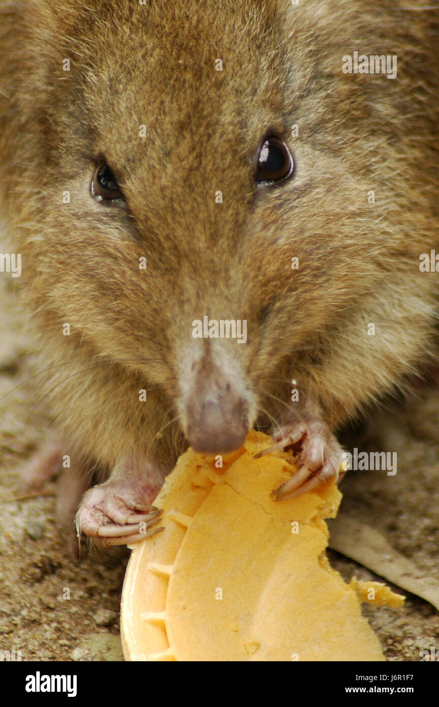 animal rodent mouse mice rat pesticide animal pet rodent caution bait