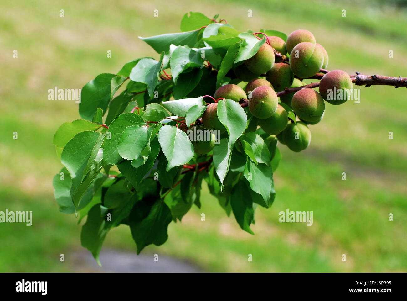 apricot tree Stock Photo