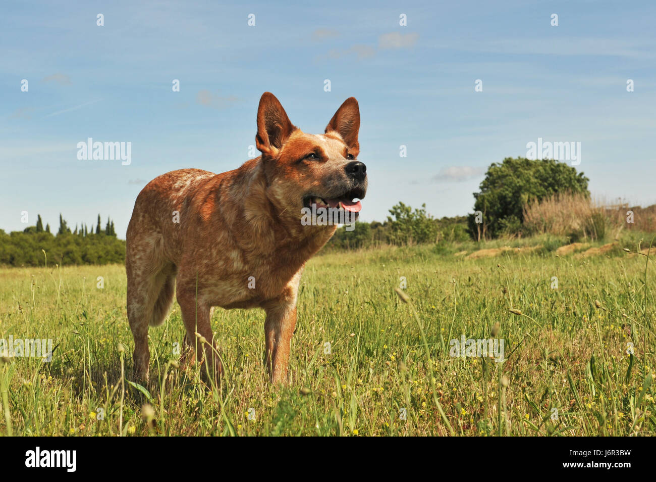 beautiful beauteously nice animal pet field look glancing see view