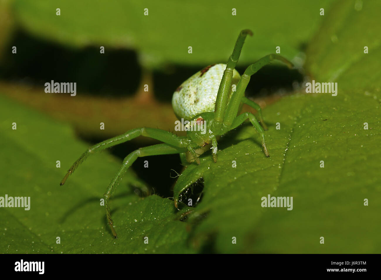 green crab spider Stock Photo - Alamy