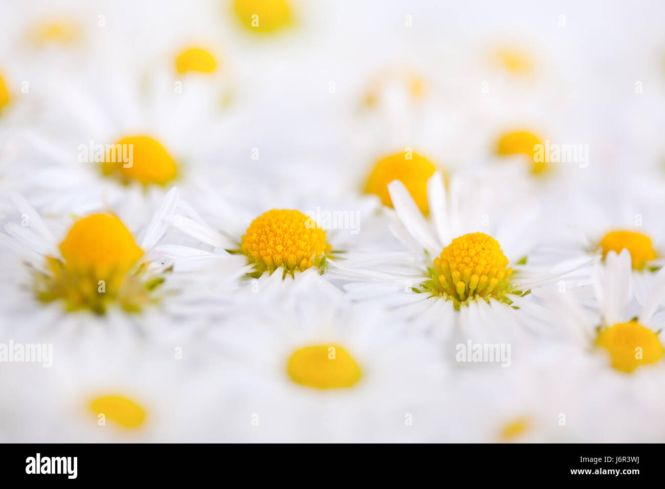 daisy with dew drops Stock Photo - Alamy