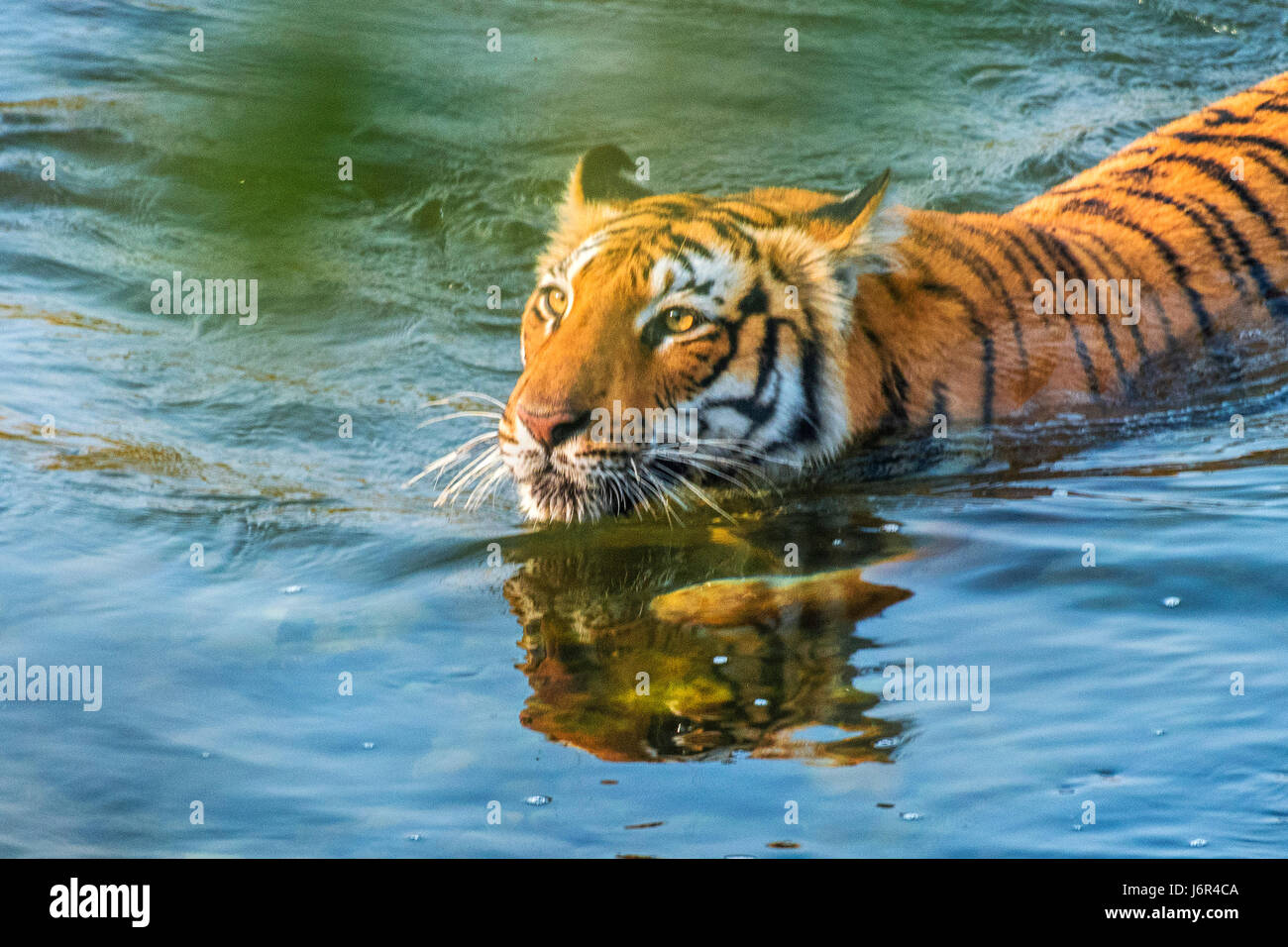 Tiger river crossing Stock Photo