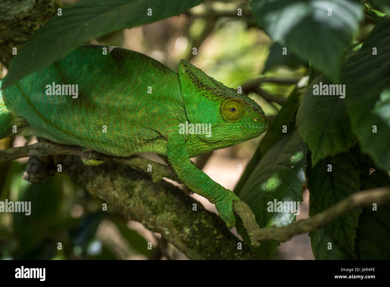 Green chameleon of Madagascar Stock Photo