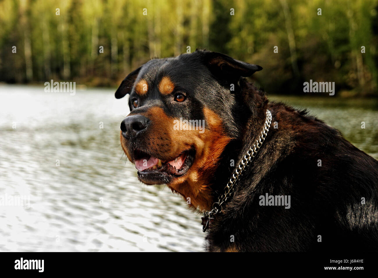 Are Rottweilers Water Dogs