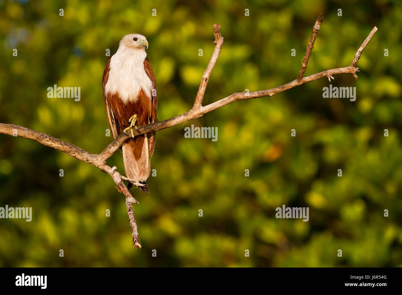green raptor branch eagle shine shines bright lucent light serene ...