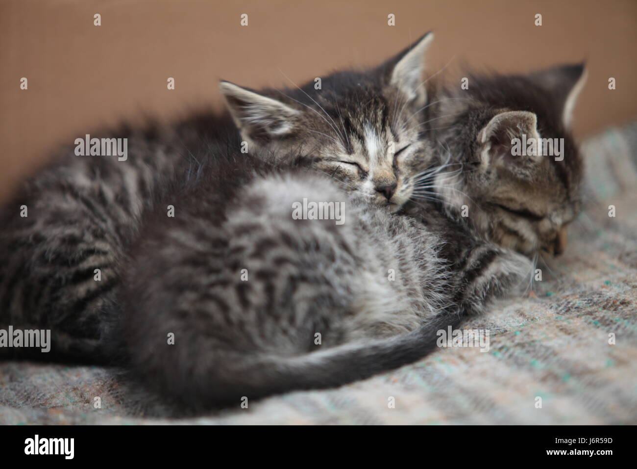 sleeping little gray kitten close to Stock Photo - Alamy