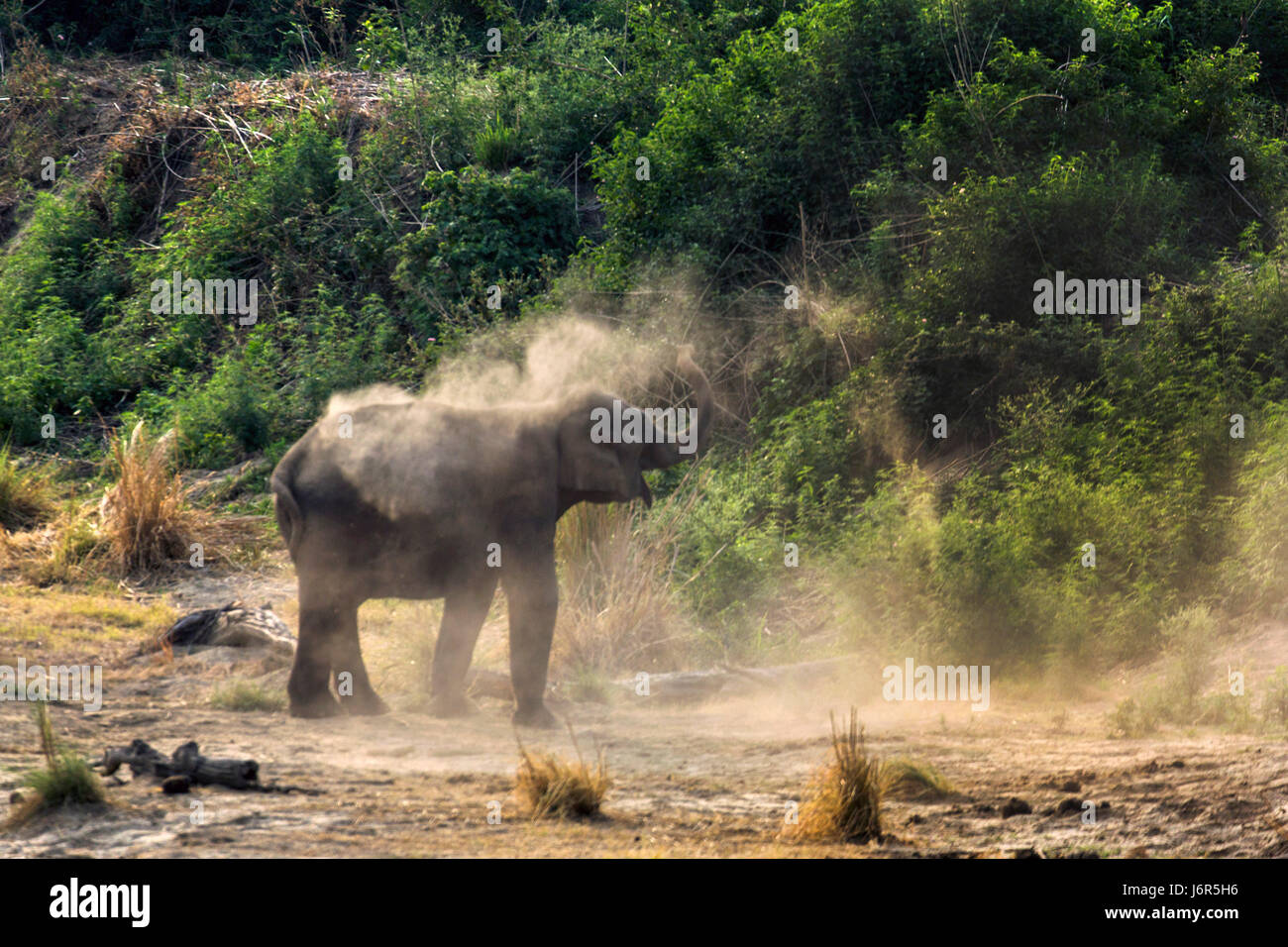 Elephant Herd Stock Photo
