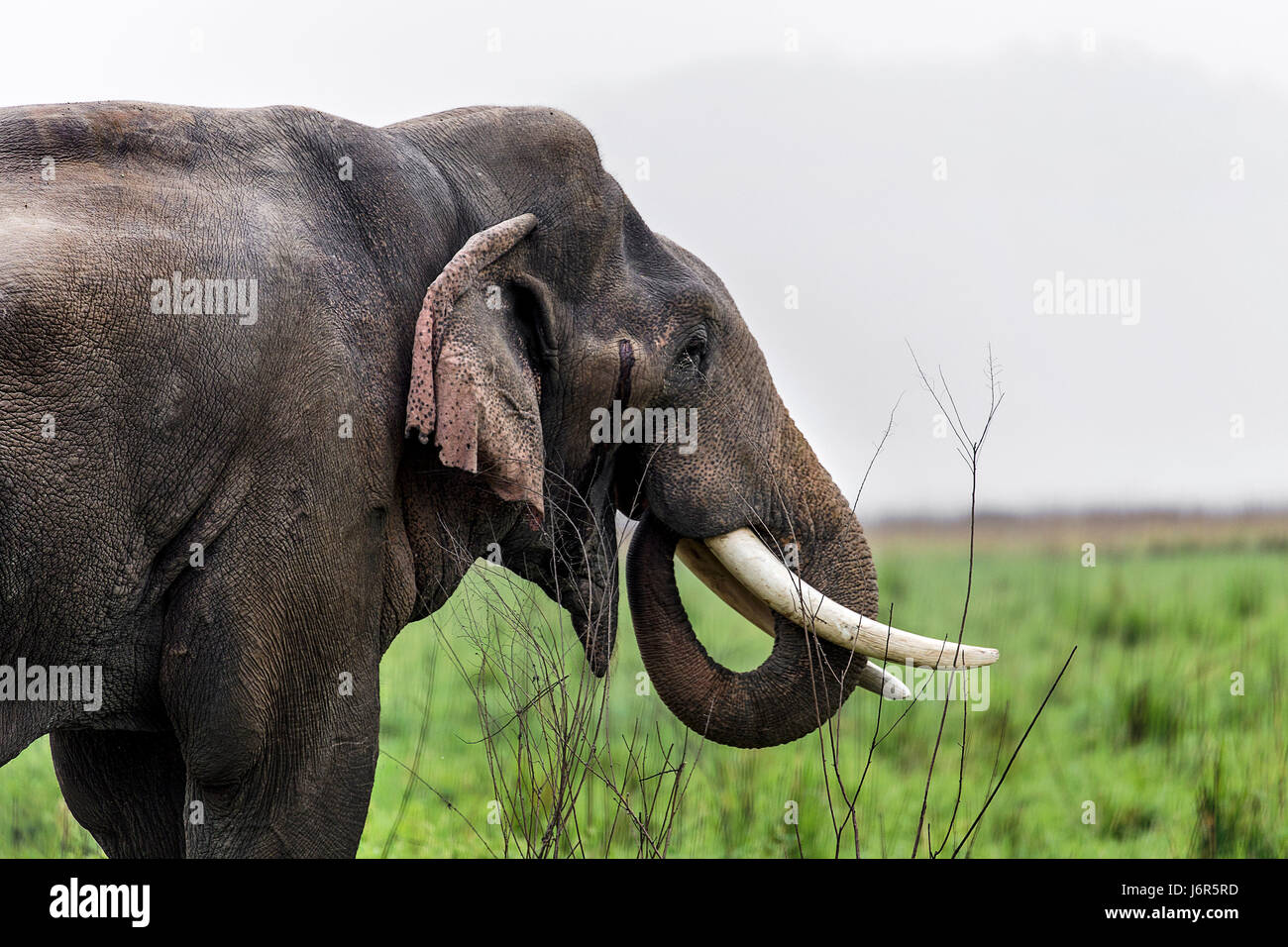 Elephant Herd Stock Photo