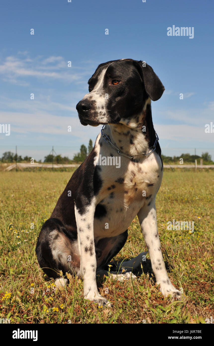 pointer dog setter hunting chase blue beautiful beauteously nice brown brownish Stock Photo