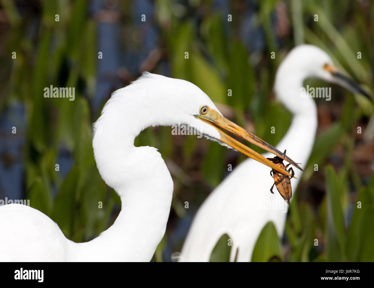 insect bird wildlife tropical wading egret eating eat eats survival ...