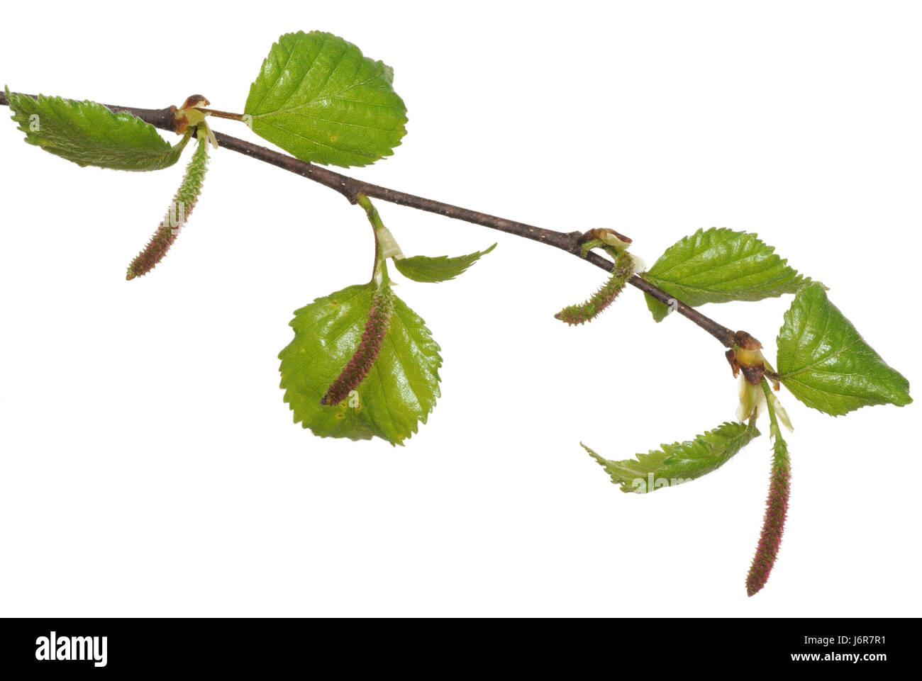 bloom blossom flourish flourishing birch allergy leaf macro close-up macro Stock Photo