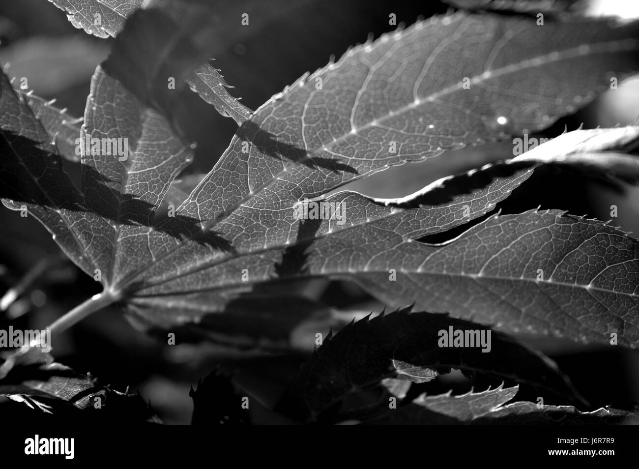 Japanese maple Black and White Stock Photos & Images - Alamy