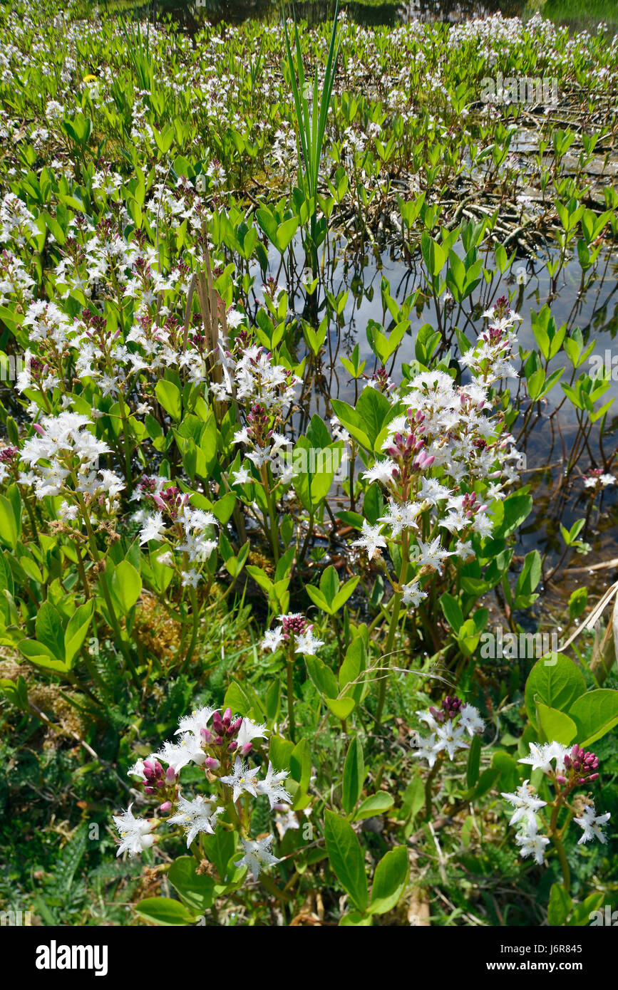 Bogbean - Menyanthes trifoliata  View of Lake with Bogbean Stock Photo
