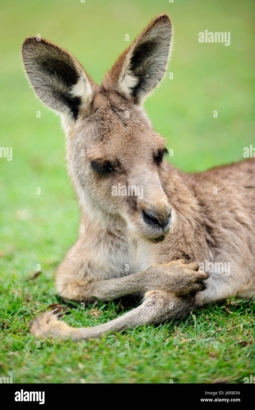 daydreaming kangaroo Stock Photo