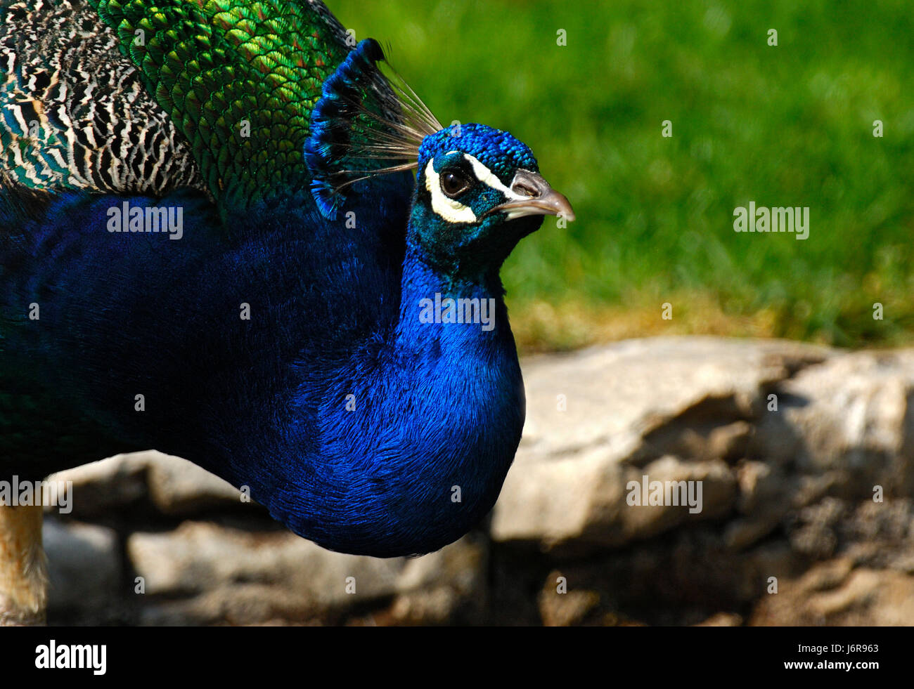 male peacock,pavo cristatus Stock Photo