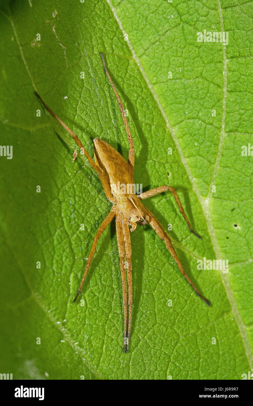 Insect Spin insect animals spin legs macro close-up macro admission close up view ...