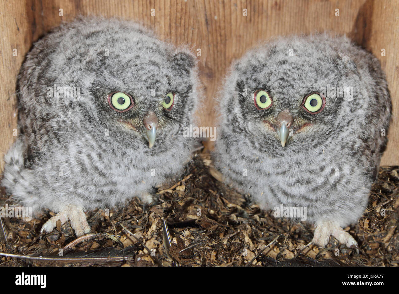 bird night nighttime hoot hooting howling howl owl eastern babies bosom