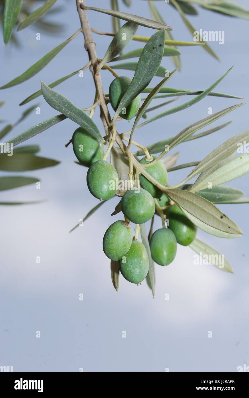 Olive tree israel hires stock photography and images Alamy