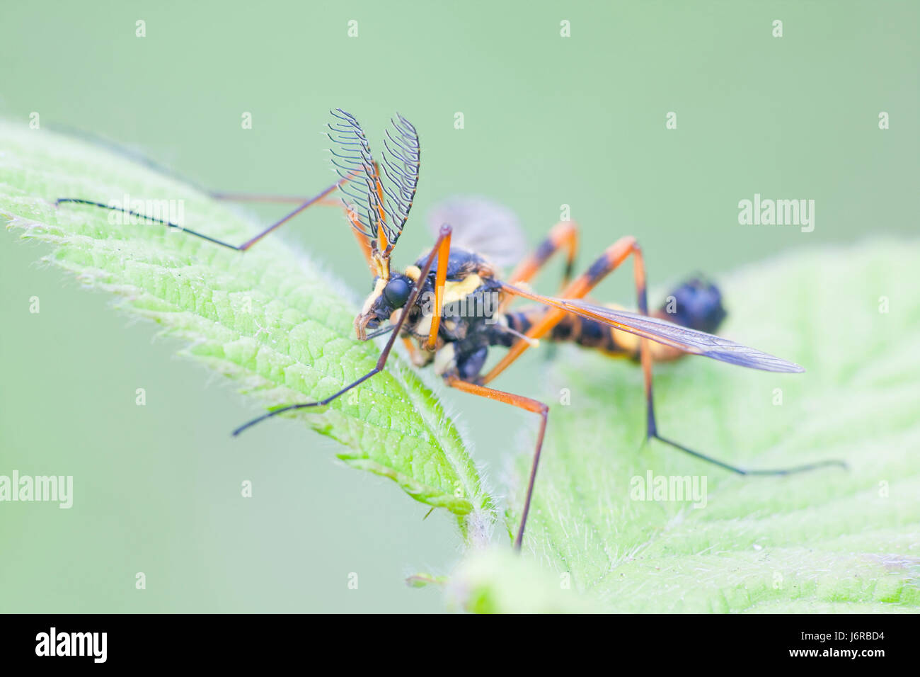 macro close-up macro admission close up view cranefly gnats insect insects Stock Photo